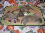 three puppies playing game